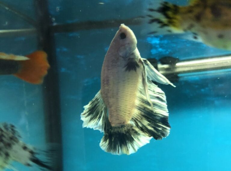 what-is-the-betta-fish-vertical-death-hang-good-caring-tips