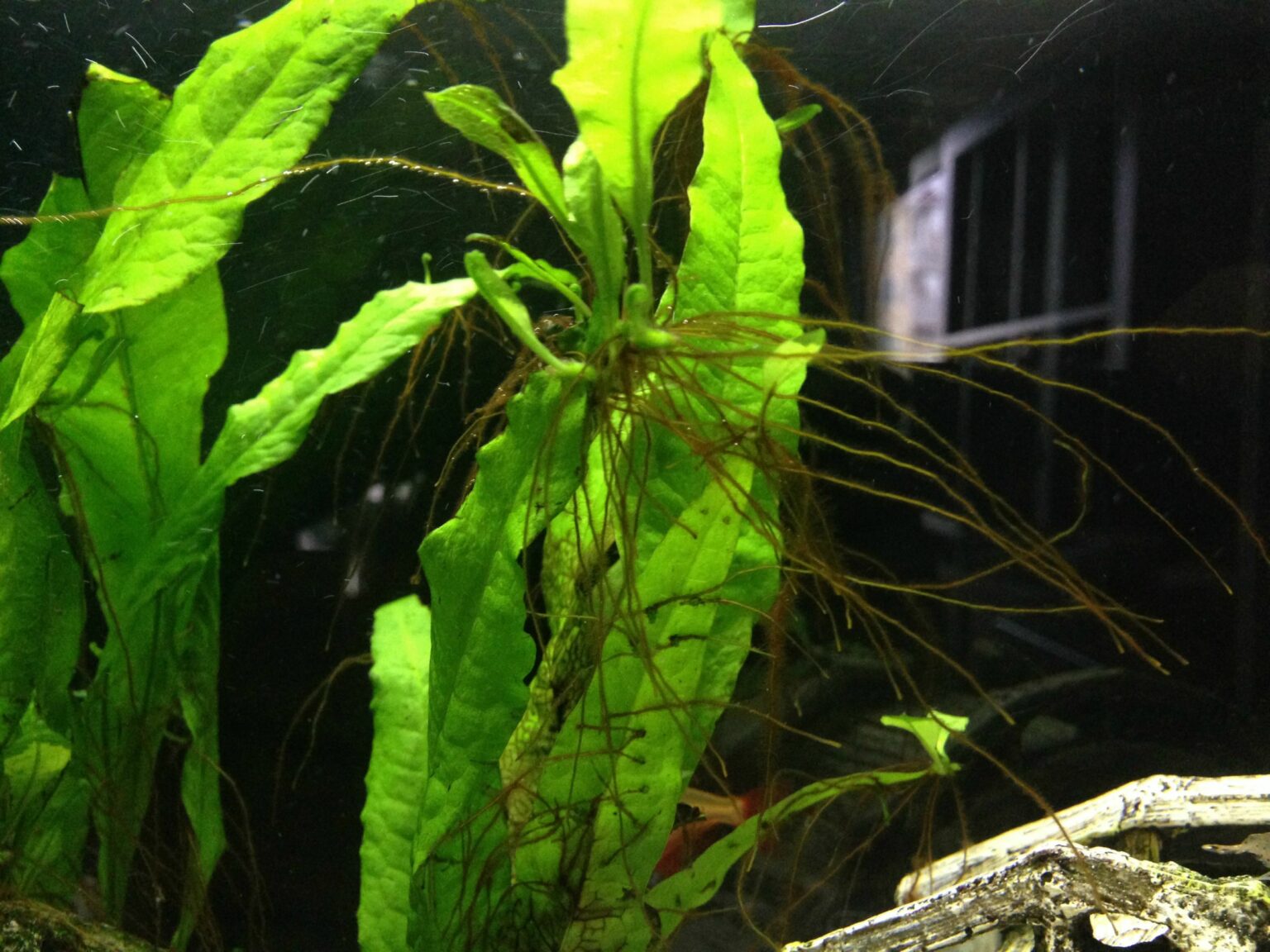 Why Is My Java Fern Growing Roots on Leaves? Good Caring Tips