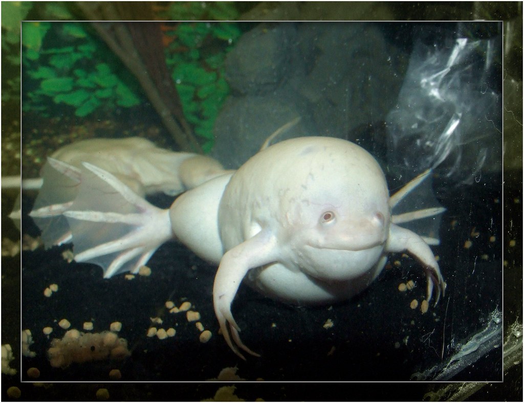 Bloated Albino African Clawed Frog