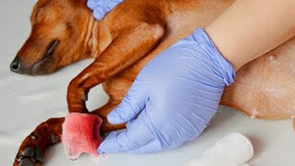 Quicking Dog Nails Under Anesthesia